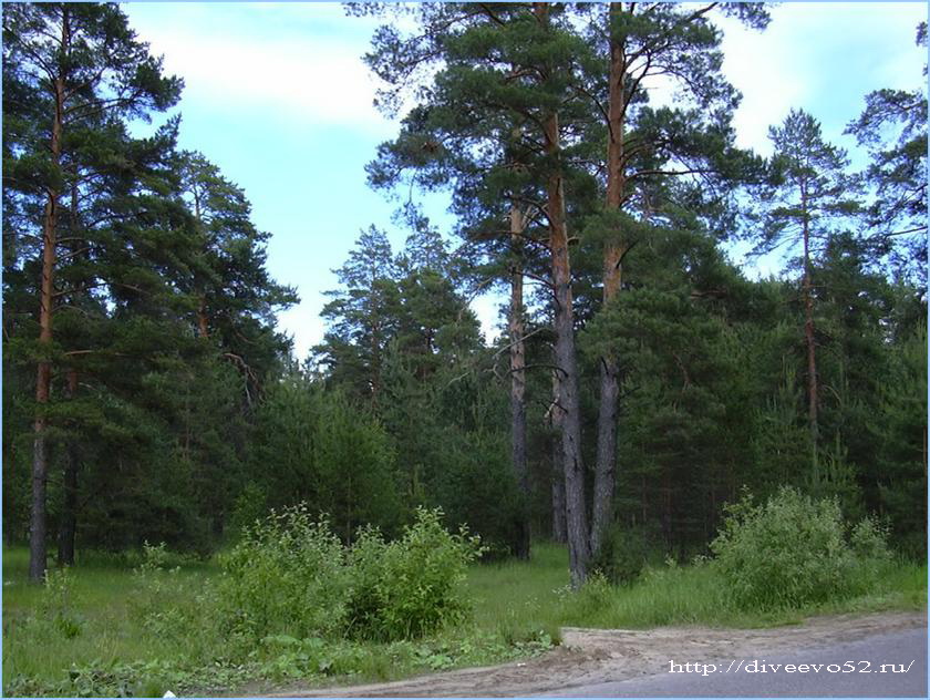 Лесной массив в окрестностях села Дивеева: http://diveevo52.ru/